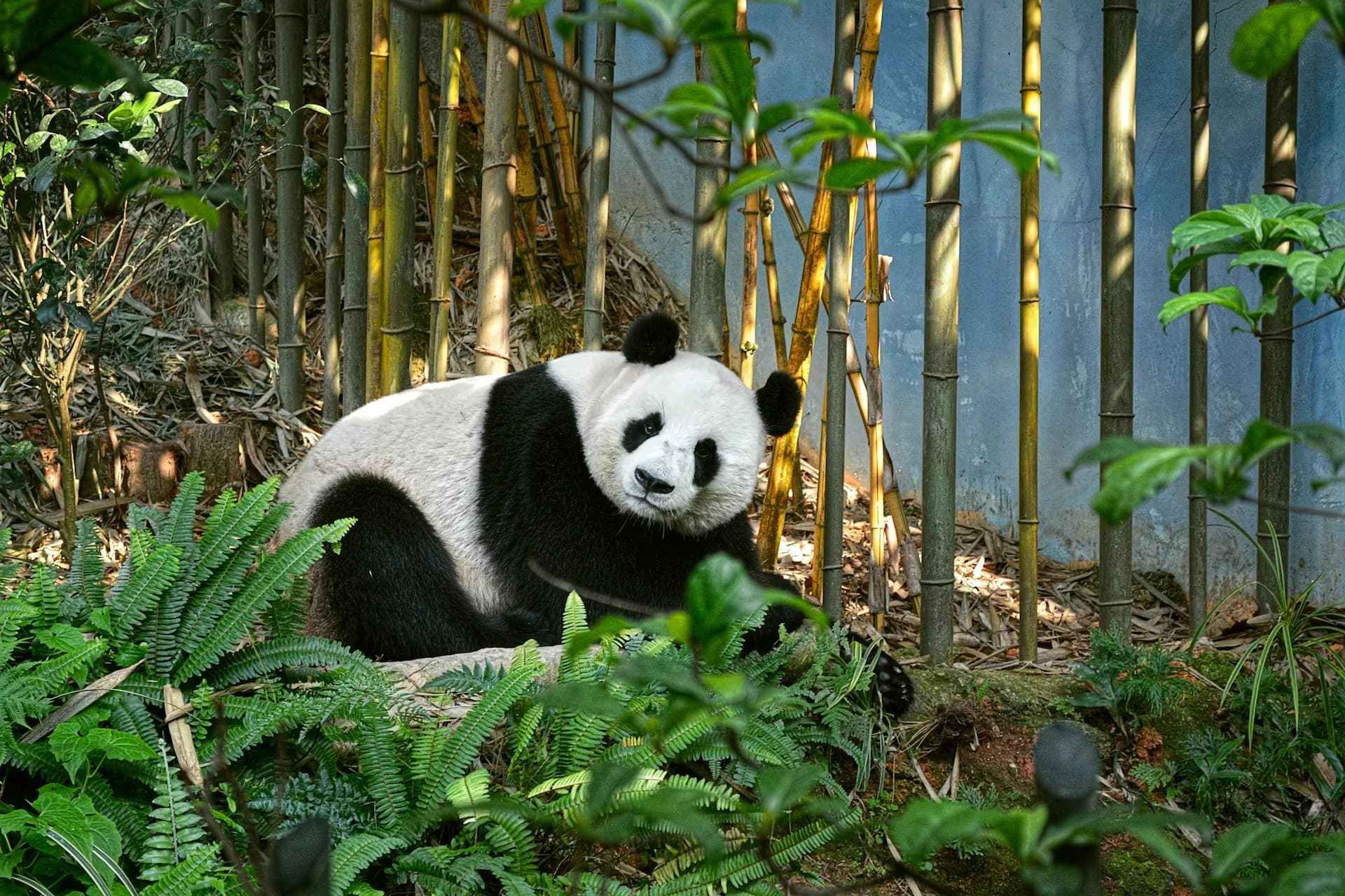 A giant panda resting among green bamboo and ferns in a lush forest